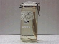 藏品(海鰱)的圖片